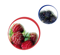 produits oenologiques